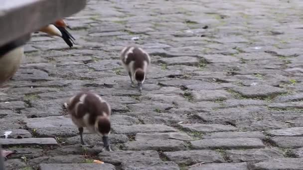 Ägyptische Gänsefamilie Mit Kleinen Jungtieren Und Vater Ente Und Mutter — Stockvideo