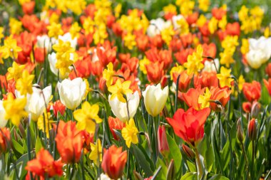 Anneler günü çiçekleriyle dolu renkli, parlak bir çayır. Parlak güneş ışığı ve arka plan çiçekleri. Zarif ve yoğun taç yaprakları bahar mevsiminin parlak yüzünü ve bahçıvanların ve çiçek açan çiçeklerin neşesini gösteriyor.