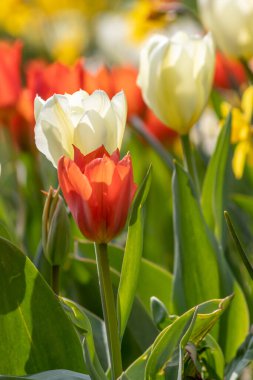 Anneler günü çiçekleriyle dolu renkli, parlak bir çayır. Parlak güneş ışığı ve arka plan çiçekleri. Zarif ve yoğun taç yaprakları bahar mevsiminin parlak yüzünü ve bahçıvanların ve çiçek açan çiçeklerin neşesini gösteriyor.