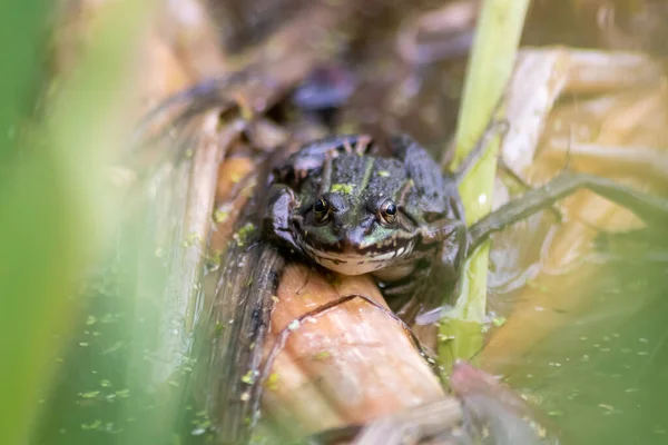 Big Green Toad Green Frog Water Addiction Warming Sun Amphibian — ストック写真