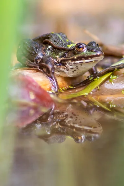 Sapo Verde Grande Sapo Verde Com Reflexão Água Aquecendo Sol — Fotografia de Stock