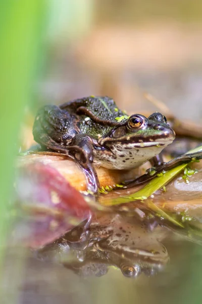 Velká Zelená Ropucha Nebo Zelená Žába Odleskem Vody Ohřívající Slunci — Stock fotografie