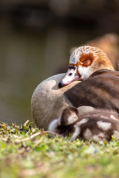 Egyptian goose family with cute little fledglings and sweet biddies as sleeping children resting in the sun on the shore of park lake with parental care as beautiful postcard motif and relaxing scene