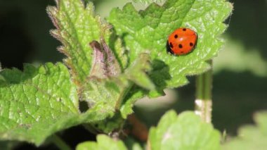 Kırmızı kanatlı ve siyah noktalı şirin uğur böceği bit avcısı olarak deniz kabuklarını avlamadan önce güneşte ısınıyor ve bahçe aşıkları için organik haşere kontrolü ve yararlı bir böcek olarak organik tarım