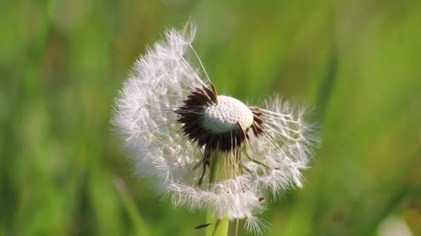 Maskrosfrön Våren Blåsig Dag Som Närbild Makrovyn Visar Skörhet Fluffiga — Stockvideo