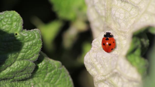 Leuke Kleine Lieveheersbeestje Met Rode Vleugels Zwarte Stippen Die Opwarmen — Stockvideo