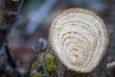 Kesilmiş dalın doğal kaba figürü, güzel bir doğal ahşap arka plan, yenilenebilir kaynaklar ve mobilya için kereste endüstrisi ve sonbahar ve kış aylarında ağaç halkaları ile eylemler görmektedir.