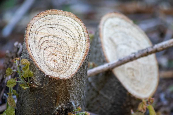 Naturalna Szorstka Figura Gałęzi Piłowanych Pokazuje Piękne Naturalne Drewniane Tło — Zdjęcie stockowe