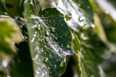 Yağmurlu bir günün ardından yeşil bir akçaağaç yaprağının üzerine yağmur damlaları düşer. Yağmurlu bir günün ardından su, bahar ve yaz aylarında pırıl pırıl parlayan ve akşam güneşinde ışıl ışıl parlayan hayat iksiri olarak görünür.