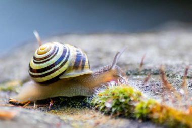 Kapalı bir kabuk ve büyük bir bahçe salyangoz bantlı ve makro görünüm ilginç ayrıntıları gösterir antenler, gözler, sarmal kabuk, deri ve ayak yapısı büyük bahçe salyangoz ve lezzetli salyangoz