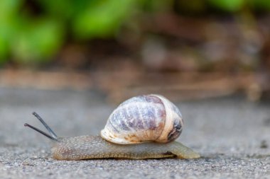 Büyük çizgili salyangoz büyük bir kabuk ve yakın çekim ve makro görünüm göstermektedir Duyular, gözler, sarmal kabuk, deri ve ayak yapısı büyük bahçe salyangoz ve lezzetli salyangoz