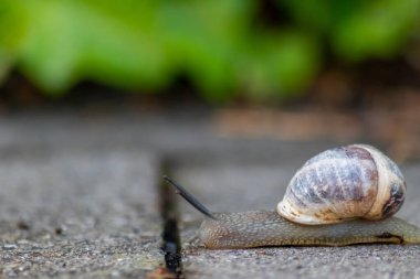 Büyük çizgili salyangoz büyük bir kabuk ve yakın çekim ve makro görünüm göstermektedir Duyular, gözler, sarmal kabuk, deri ve ayak yapısı büyük bahçe salyangoz ve lezzetli salyangoz