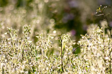 Sabahın erken saatlerinde güneş ışığı ve arka planda parlayan çayırların parlak çimenleri hayatın parlak tarafı ve yazın büyüyen güzel tarlaları gösteriyor ki bahar ve yaz aylarında dinlenme ve sağlık için.