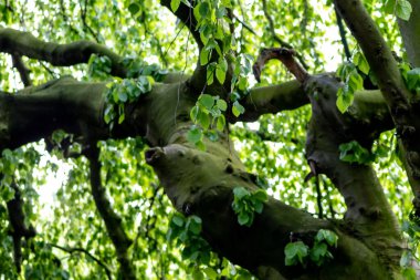 Baharda yeşil yapraklara bakarak ağaç tacına bakmak doğal orman gibi yeşil yapraklı görkemli dalları ve manzaralı ağaç tepesi ve görkemli tacı olan sağlıklı doğa ve çevreyi gösterir.
