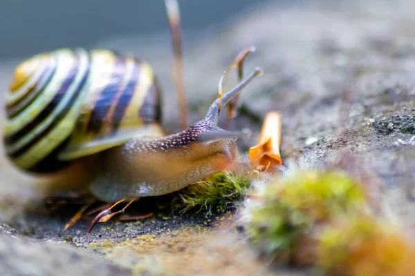 Banded Garden Snail Big Shell Close Macro View Shows Interesting — Stock Photo, Image