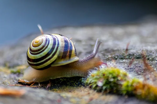 Banded garden snail with a big shell in close-up and macro view shows interesting details of feelers, eyes, helix shell, skin and foot structure of large garden snail and delicious escargot
