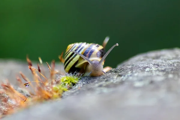 Banded garden snail with a big shell in close-up and macro view shows interesting details of feelers, eyes, helix shell, skin and foot structure of large garden snail and delicious escargot