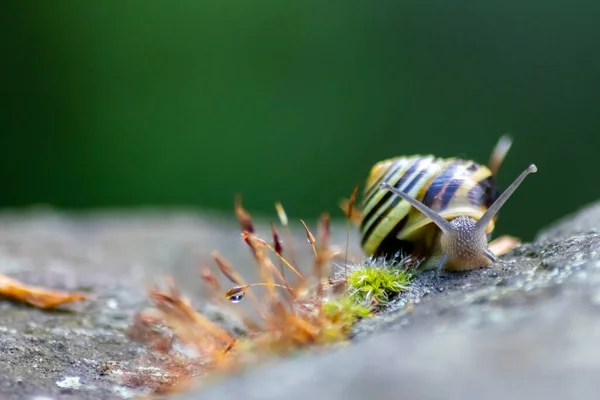 껍질이 뒤집힌 달팽이를 가까이 더듬이 피부와 구조의 사항들을 수있다 — 스톡 사진