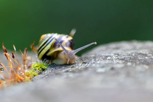 Banded Garden Snail Big Shell Close Macro View Shows Interesting — Stock Photo, Image