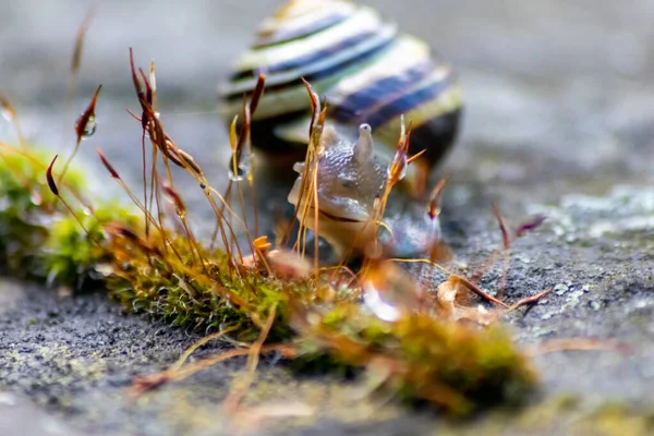 Banded Garden Snail Big Shell Close Macro View Shows Interesting — Stock Photo, Image