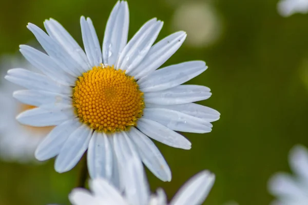 Viele Margeriten Auf Einer Blumenwiese Garten Mit Schönen Weißen Blütenblättern — Stockfoto