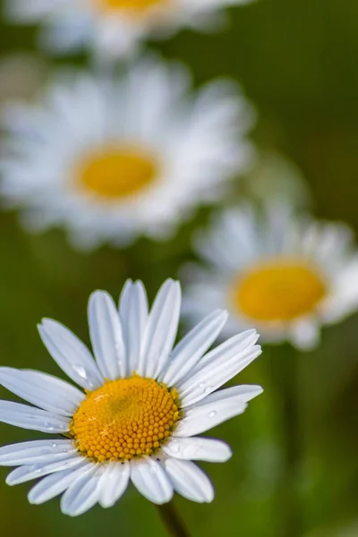 Viele Margeriten Auf Einer Blumenwiese Garten Mit Schönen Weißen Blütenblättern — Stockfoto