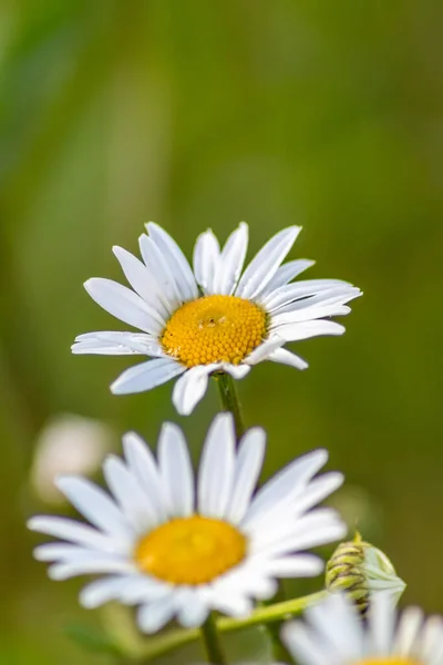 여름의 꽃들이 피어나면서 긴장을 긴장을 데이지를 만들어 때문이다 — 스톡 사진