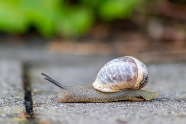 Big striped grapevine snail with a big shell in close-up and macro view shows interesting details of feelers, eyes, helix shell, skin and foot structure of large garden snail and delicious escargot