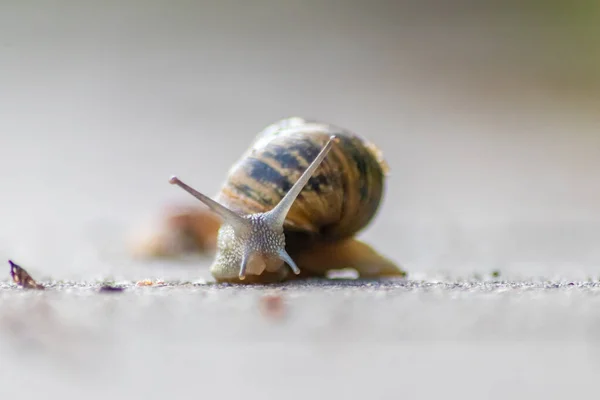 Caracol Vid Rayas Grandes Con Una Cáscara Grande Primer Plano — Foto de Stock