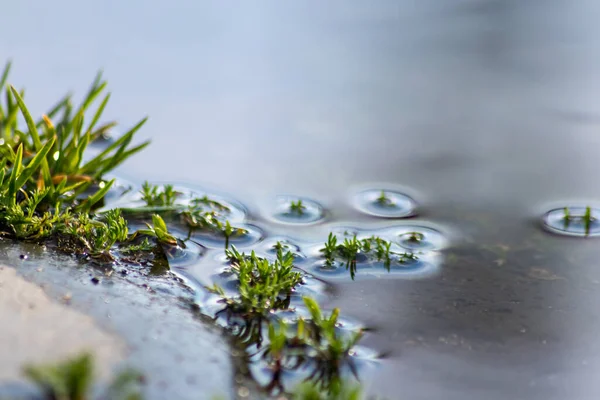 Fresh Green Grass Spring Growing Puddle Rain Beautiful Water Reflection — Stock Photo, Image