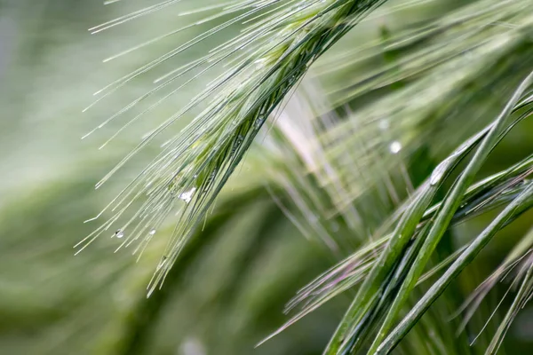 Growing farming field with grain cereal, green wheat waiting for growth for harvest and agricultural fresh ingredients with organic food farming with raindrops on fresh field ripe season healthy food