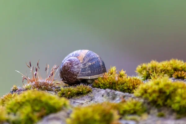 Big striped grapevine snail with a big shell in close-up and macro view shows interesting details of feelers, eyes, helix shell, skin and foot structure of large garden snail and delicious escargot