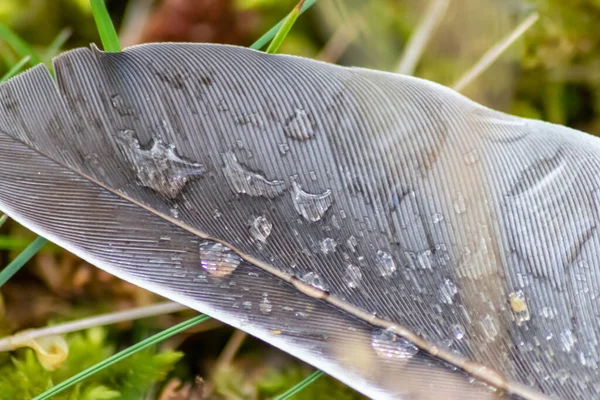 Plume Grise Avec Gouttes Pluie Après Fortes Pluies Jour Pluie — Photo