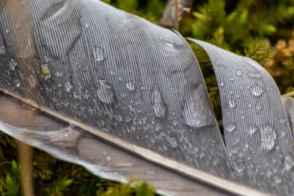 雨の日に大雨の後に雨が降った後の灰色の羽は 鳩やガチョウの湿った苔と草の上に横たわる多くの詳細とクローズアップビューでマクロビューの羽構造を示しています — ストック写真