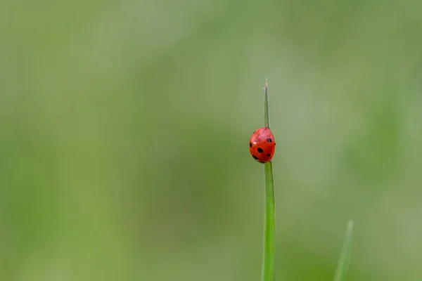 Bella Coccinella Rossa Punteggiata Nera Che Arrampica Una Pianta Con — Foto Stock