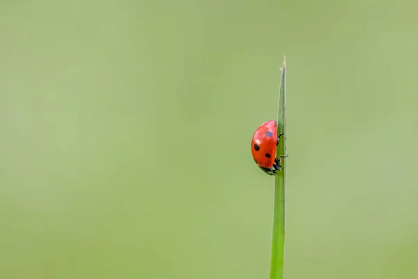 Bella Coccinella Rossa Punteggiata Nera Che Arrampica Una Pianta Con — Foto Stock