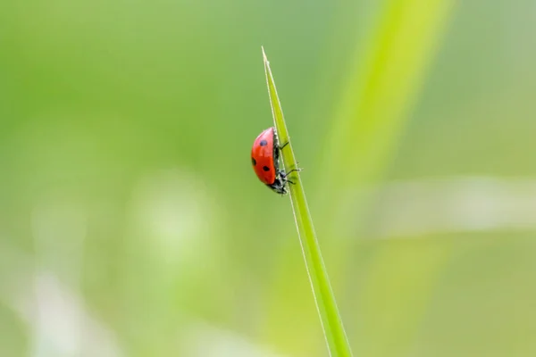 Beautiful Black Dotted Red Ladybug Beetle Climbing Plant Green Background — Stock Photo, Image