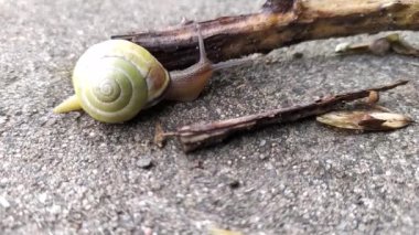 Kapalı bir kabuk ve büyük bir bahçe salyangoz bantlı ve makro görünüm ilginç ayrıntıları gösterir antenler, gözler, sarmal kabuk, deri ve ayak yapısı büyük bahçe salyangoz ve lezzetli salyangoz