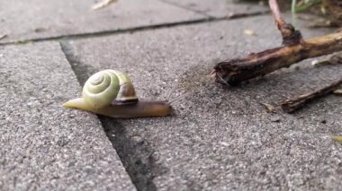 Kapalı bir kabuk ve büyük bir bahçe salyangoz bantlı ve makro görünüm ilginç ayrıntıları gösterir antenler, gözler, sarmal kabuk, deri ve ayak yapısı büyük bahçe salyangoz ve lezzetli salyangoz