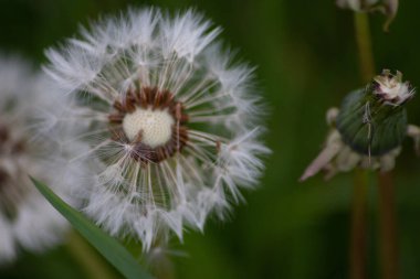Karahindiba tohumları yakın çekim makro görünümlü hammadde olarak araba lastikleri üretmek için lastik ve sakız üretimi için çevre dostu ve sürdürülebilir kaynak olarak petrol yerine tarım alternatifi