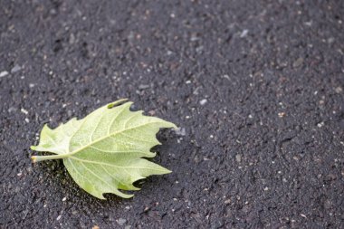 Asfalta düşmüş yeşil yaprak 
