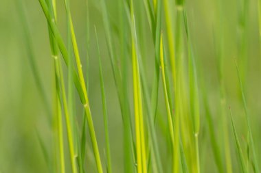 İlkbaharda taze yeşil çimenler, bir çayırın ya da tarla manzarasının ya da tarım bahçesinin ve organik tazelikte sağlıklı bir çevrenin güzel yeşil arka planı olarak doğal büyümeyi göstermektedir.