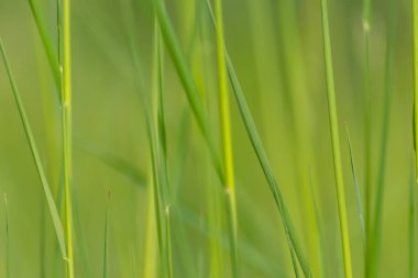 İlkbaharda taze yeşil çimenler, bir çayırın ya da tarla manzarasının ya da tarım bahçesinin ve organik tazelikte sağlıklı bir çevrenin güzel yeşil arka planı olarak doğal büyümeyi göstermektedir.
