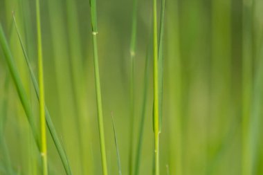 İlkbaharda taze yeşil çimenler, bir çayırın ya da tarla manzarasının ya da tarım bahçesinin ve organik tazelikte sağlıklı bir çevrenin güzel yeşil arka planı olarak doğal büyümeyi göstermektedir.