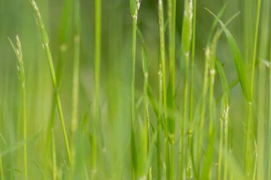 İlkbaharda taze yeşil çimenler, bir çayırın ya da tarla manzarasının ya da tarım bahçesinin ve organik tazelikte sağlıklı bir çevrenin güzel yeşil arka planı olarak doğal büyümeyi göstermektedir.