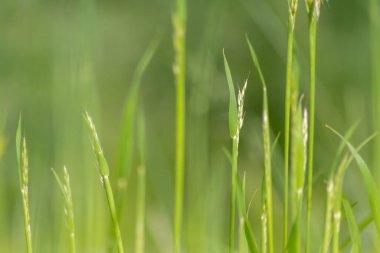 İlkbaharda taze yeşil çimenler, bir çayırın ya da tarla manzarasının ya da tarım bahçesinin ve organik tazelikte sağlıklı bir çevrenin güzel yeşil arka planı olarak doğal büyümeyi göstermektedir.