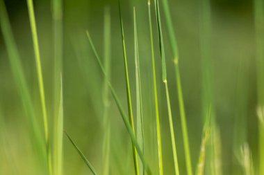 İlkbaharda taze yeşil çimenler, bir çayırın ya da tarla manzarasının ya da tarım bahçesinin ve organik tazelikte sağlıklı bir çevrenin güzel yeşil arka planı olarak doğal büyümeyi göstermektedir.