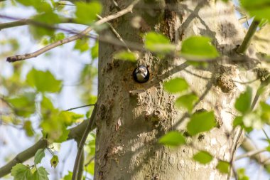 Bir ormanın ağaç gövdesindeki bir delikte yuvasında benekli ağaçkakanın kırmızı tüyleri ve güçlü bir gagası vardır.