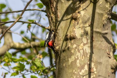 Bir ormanın ağaç gövdesindeki bir delikte yuvasında benekli ağaçkakanın kırmızı tüyleri ve güçlü bir gagası vardır.