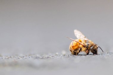 Ölü arı, varroa-mite hastalığı ya da böcek ilacı ile zehirlenmiş ya da enfekte olmuş. Yararlı organizmaları öldürüyor ve arı ölümü sonucu polen ve gıda üretimi için küresel bir tehlike.